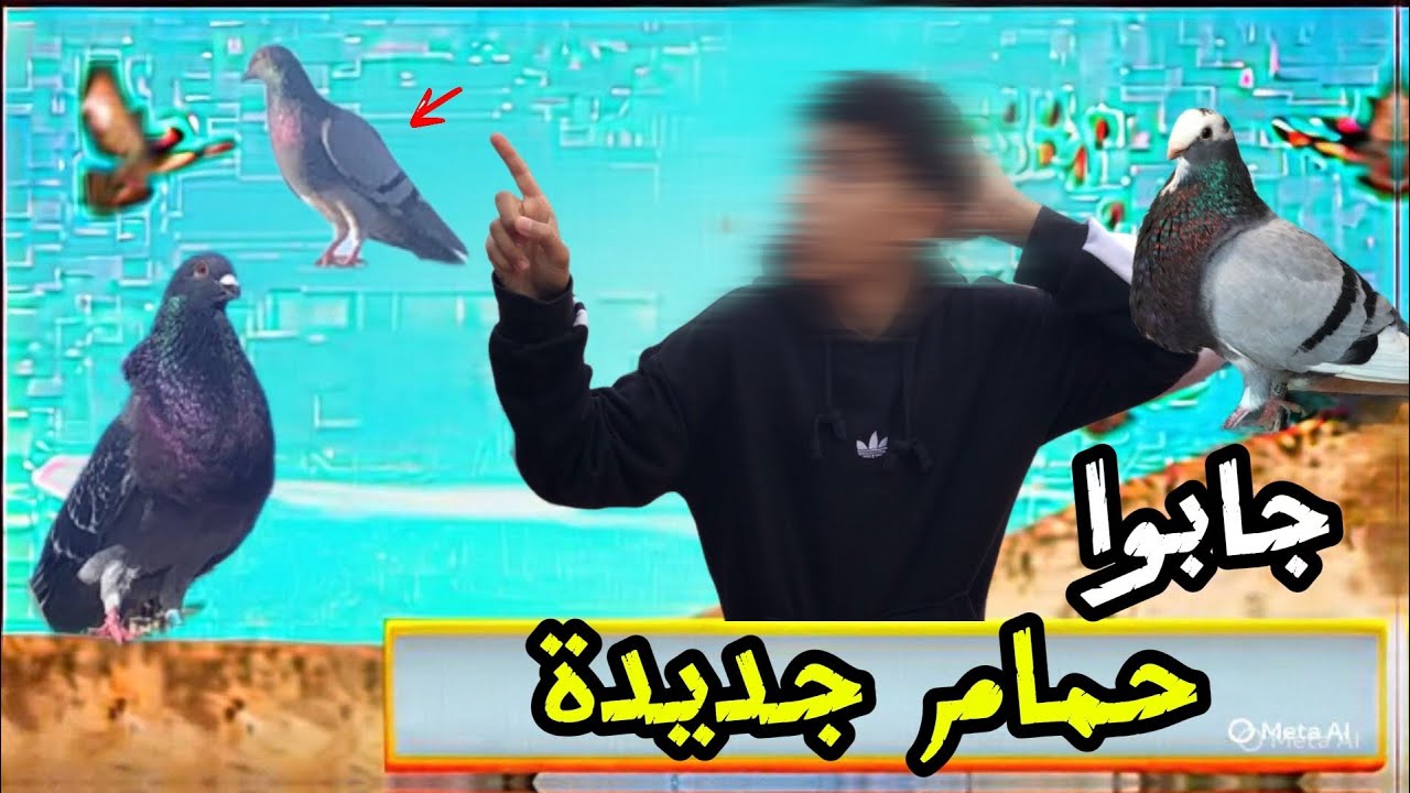 ميمكنش الحمام جابو معاهم حمامة جديدة 😱🕊️متخيلوش شنو وقع🤯😱