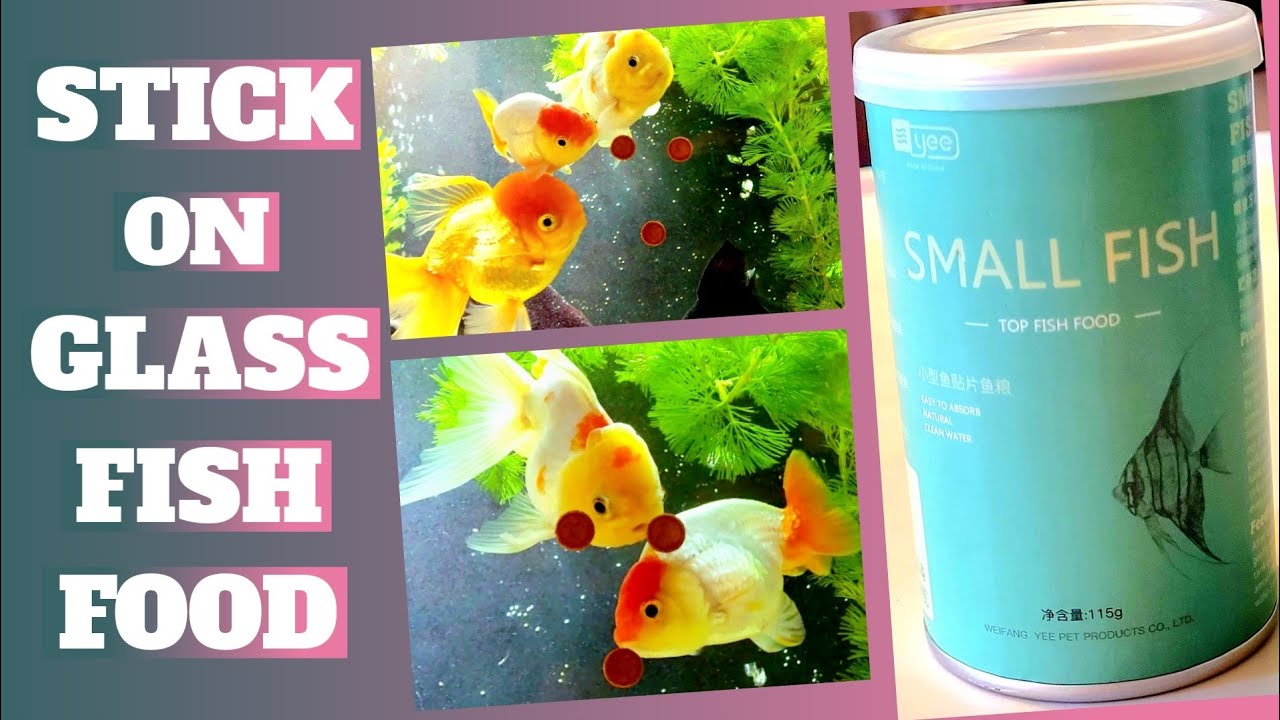 Stick On Glass Fish Food YouTube