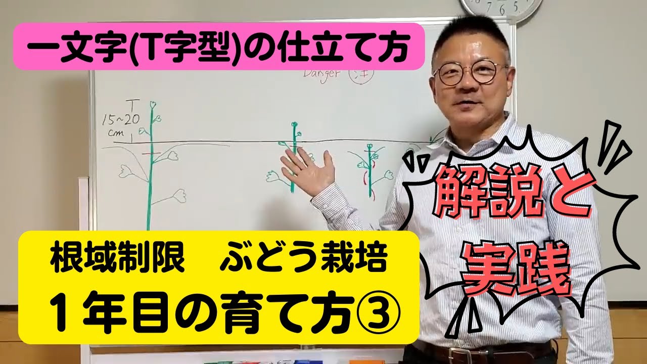 葡萄の育て方【一年目の上手な育て方③2021年】植付けた苗木が萌芽を迎え、1年間で樹形を完成させるノウハウを分かり易く解説。シャインマスカット・ナガノパープル。