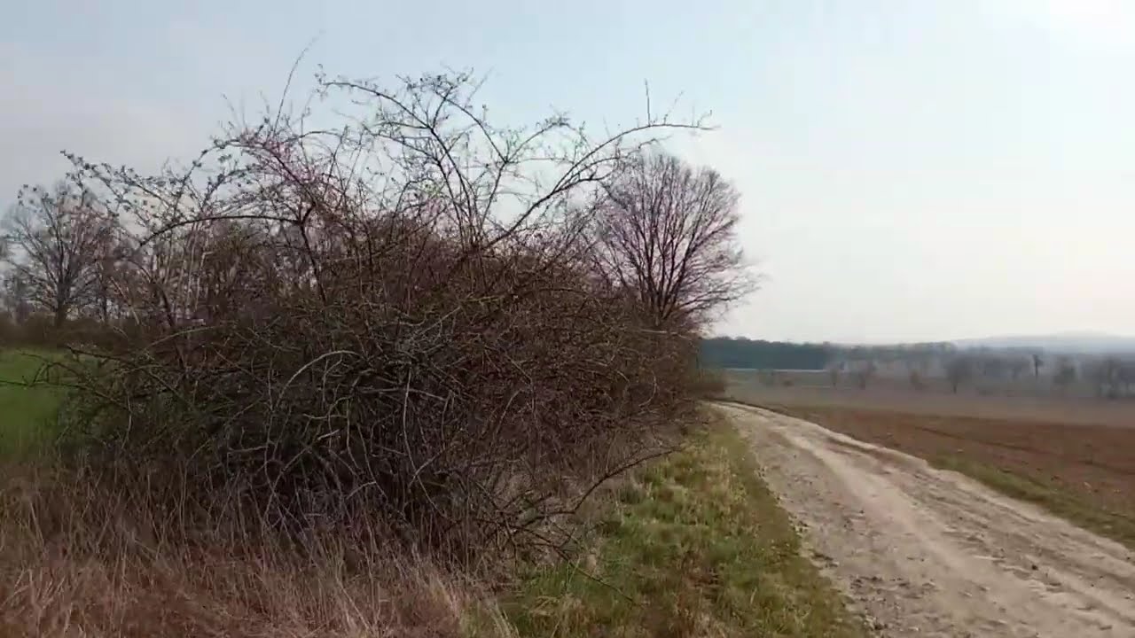 Goszczyna  -  Oleszna