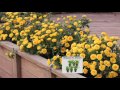 Cottage Farms Choice of 6-piece Groundcover Roses on QVC Cottage Farms Choice of 6-piece Groundcover Roses on QVC