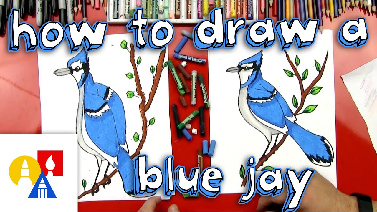 How To Draw A Blue Jay Youtube