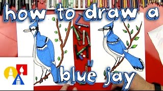 How To Draw A Blue Jay