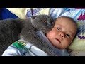 「猫かわいい」 すごくかわいい子猫 - 最も面白い猫の映画 #313