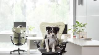 Why Does My Dog Fart?