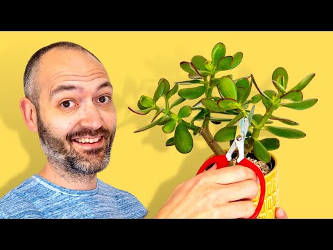 How To Propagate A Jade Plant From A Single Stem