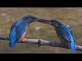 Male kingfisher doesn&#39;t like to give the female the mating gift