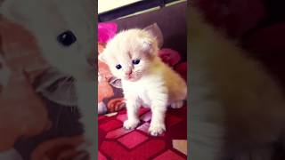 Persian cat kitten doll face/ Persian cat kitten #shorts #cat #persiancat #catlover #catvideos #cats