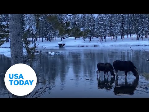 Moose create stunning moment in Island Park, Idaho | USA TODAY