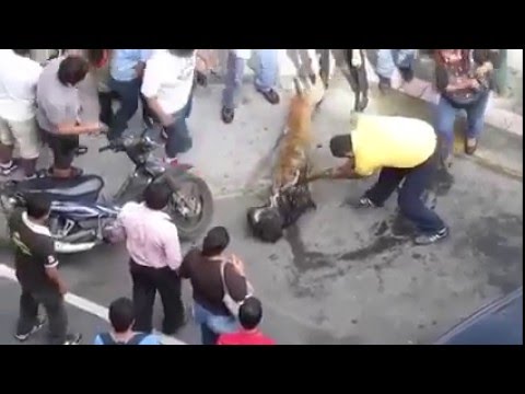 Dog Fight That Shocked Entire World