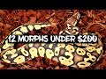 The Top 12 Ball Python Morphs under $200!
