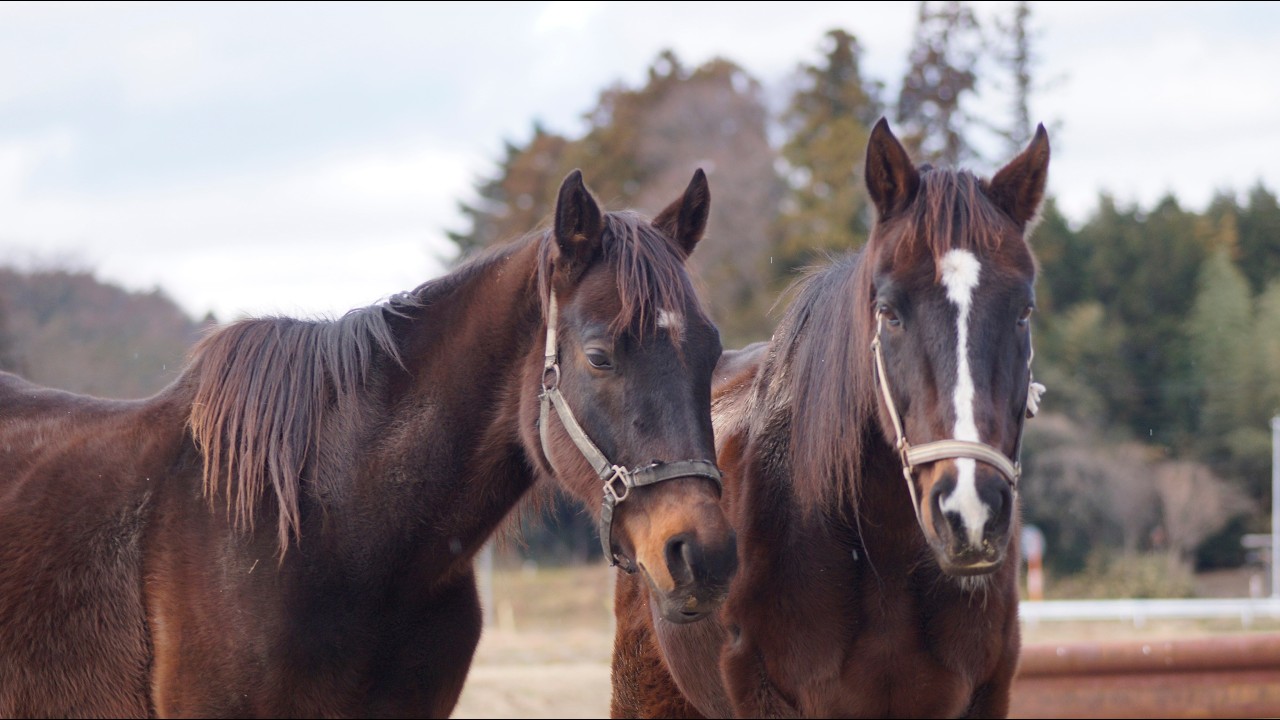 坂本ふれあい牧場　日常風景１１
