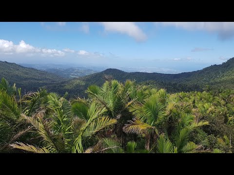 Video: Эль-Юнке улуттук тропикалык токойлоруна баруу үчүн колдонмо