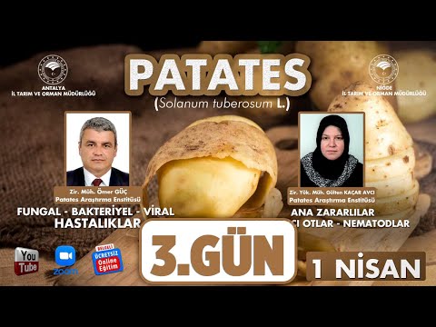 Video: Patates Viral Hastalıkları