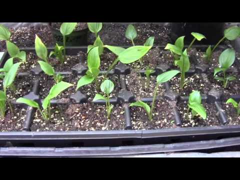 HOSTAS