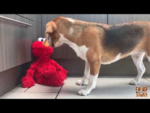 funny-beagles-vs-elmo-:-beagle-universe
