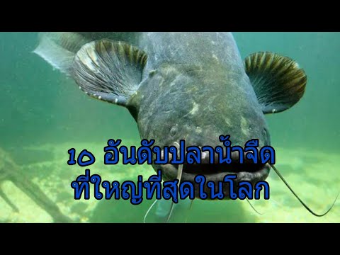 10 อันดับปลาน้ำจืดที่ใหญ่ที่สุดTop 10 big freshwater fish