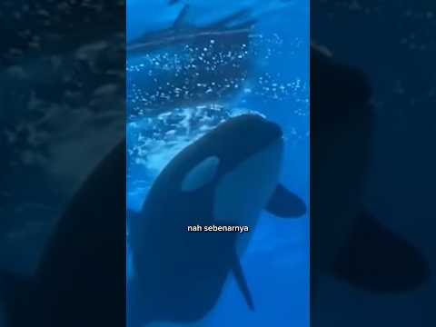 KISKA PAUS ORCA