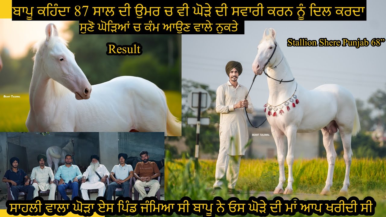 Stallion Shere Punjab 68”ਬਾਪੂ ਕਹਿੰਦਾ 87 ਸਾਲ ਦੀ ਉਮਰ ਚ ਵੀ ਘੋੜੇ ਦੀ ਸਵਾਰੀ ਕਰਨ ਨੂੰ ਦਿਲ ਕਰਦਾ #beanttulewal
