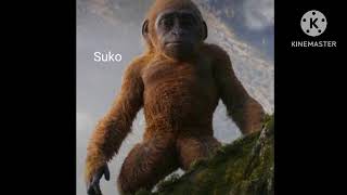 Suko Sounds Baby Kong