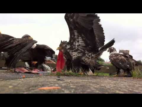 BALD EAGLE FEEDING FRENZY - CRAIG, ALASKA by Tim K...