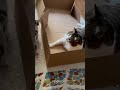 The Weird Reason Cats Love Boxes 🐱✨