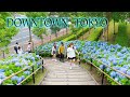 Hydrangea Flowers are blooming proudly in downtown TOKYO. #4K #白山神社 #シンボルプロムナード公園