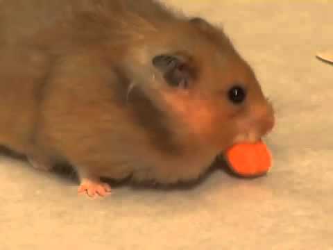 funny-dwarf-hamsters