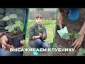 Как высадить клубнику
