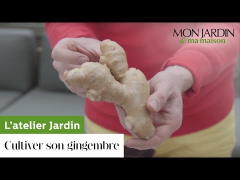 Vidéo: Cultiver du ginseng dans un pot - Comment entretenir des plantes de ginseng cultivées en conteneur