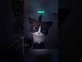 Gatito de tres patitas que nadie quiso… hasta que pasó algo increíble #youtubeshorts