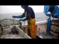Pêche cotiere a la seiche à bord de l'Arenicole II (Dieppe)