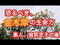 恐るべき、キンモクセイの生命力！素人、金木犀強剪定のその後...、。