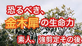 金木犀の剪定方法を解説します Pruning Of Osmanthus Youtube 金木犀の剪定方法を解説します Pruning Of Osmanthus Youtube
