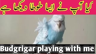 Happy Budgies Budgrigar Sound Budgie Playing With Toy