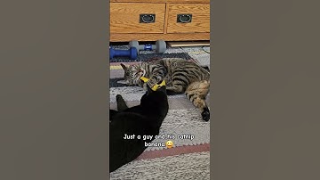 Pauli is enjoying a catnip banana while his sister Raven watches him weird out. #funnycats #catnip