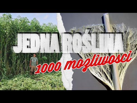 The next ecological renaissance? The magical power of hemp to regenerate soil!