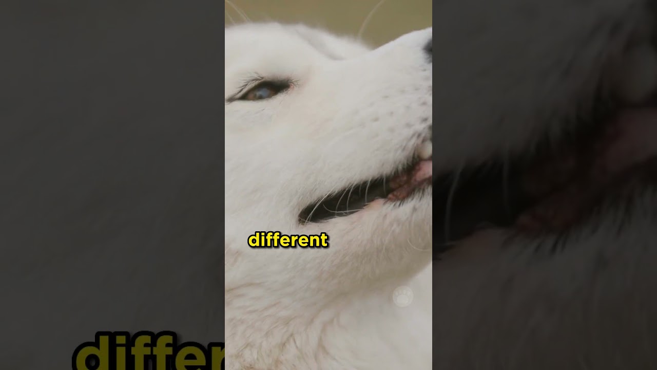 Цвета глаз хаски 