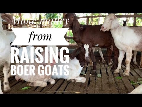Làm giàu nhờ nuôi dê boer lai nhốt chuồng / Make money from raising boer goats