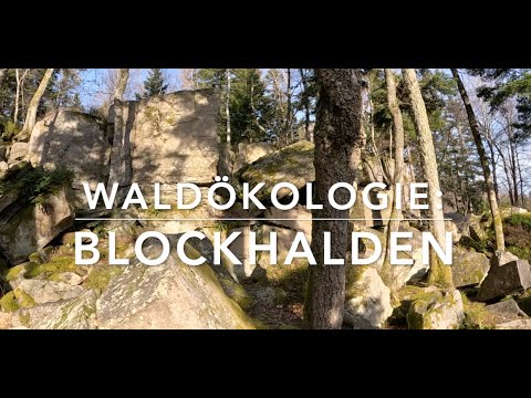 Video: Berdsky-Felsen - ein Naturdenkmal in der Region Nowosibirsk