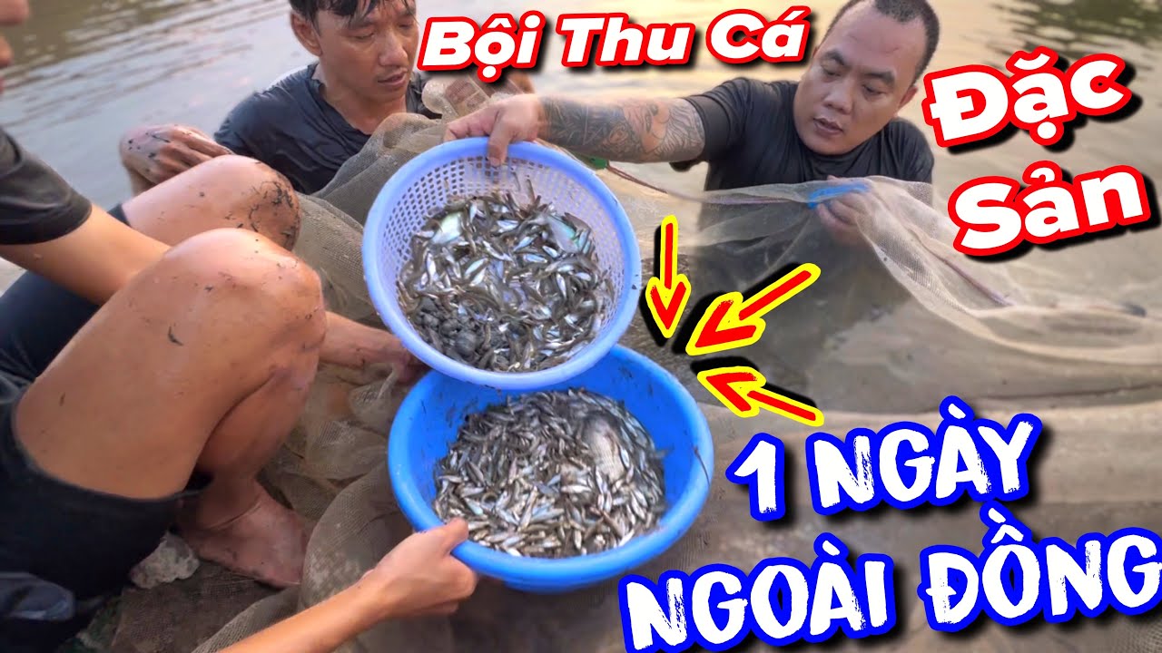Thánh Xàm quay trở về đồng ruộng đi kéo cá làm món đặc sản mà dân miền tây ai cũng biết