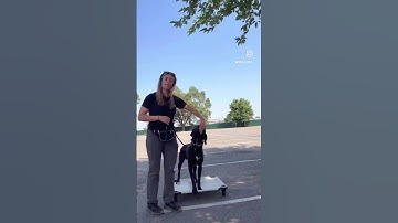 How to Teach the Place Command! 🐶🛑 #dogtraining #dogtrainer