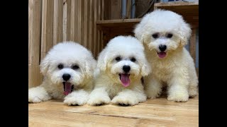 Các yếu tố chính ảnh hưởng đến giá bán chó Bichon tại Việt Nam | Chomeocanh.com by MeowGo Pets Farm | Chomeocanh 130 views 5 months ago 1 minute, 33 seconds