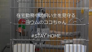 在宅勤務中の飼い主を見守るヨウムのココちゃん Youtube