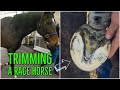 TRIMMING a RACE HORSE with an INJURY // SATISFYING // Veterinary Hospital