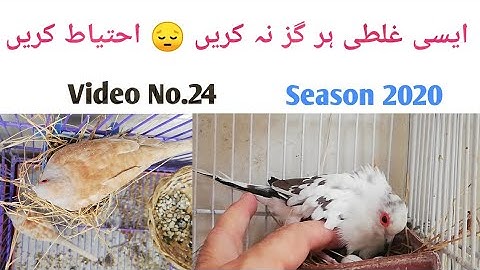 Red dove - Pied doves and White Doves Setup and breeding progress 2020
