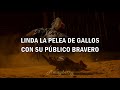 Pelea de gallos antonio aguilar letra