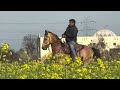 riding horse diler unique colour horse of marwari breed