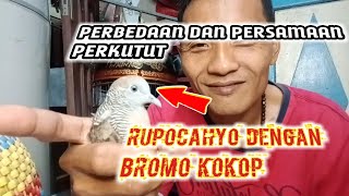 Perbedaan dan persamaan perkutut rupocahyo dengan bromo kokop