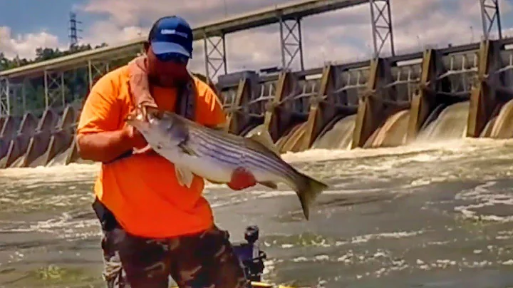 Bass Pro Shane Lineberger with Bushwacker Catching Stripers with Skinny Dipper